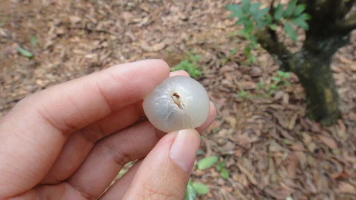危害荔枝的头号害虫——蛀蒂虫。
