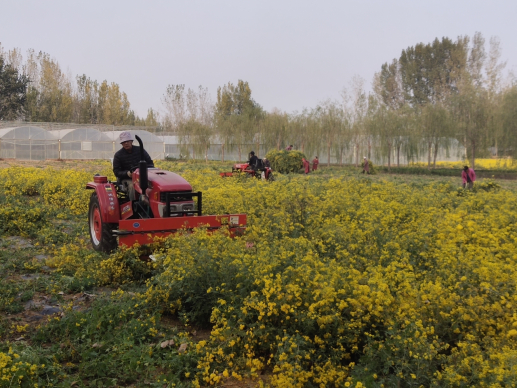 收割野菊花。于文辉摄