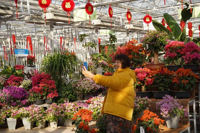 在赵全营镇年宵花展上，市民在三角梅旁自拍。新京报记者 李欣侗 摄