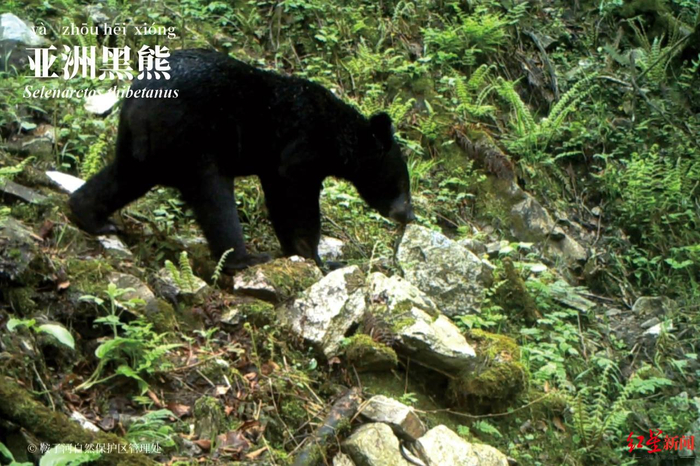 ▲崇州市鞍子河自然保护区的黑熊
