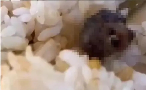 ↑饭菜中的鼠头