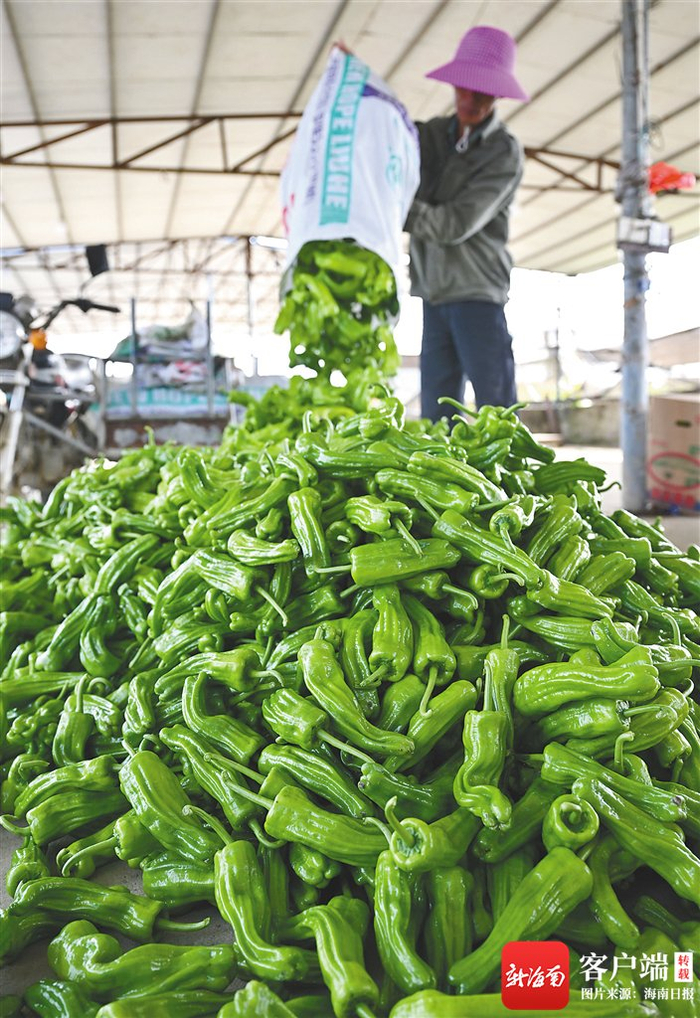 　　在澄迈县金安农场，农民将刚采摘的辣椒送到收购点。 新华社记者 郭程 摄