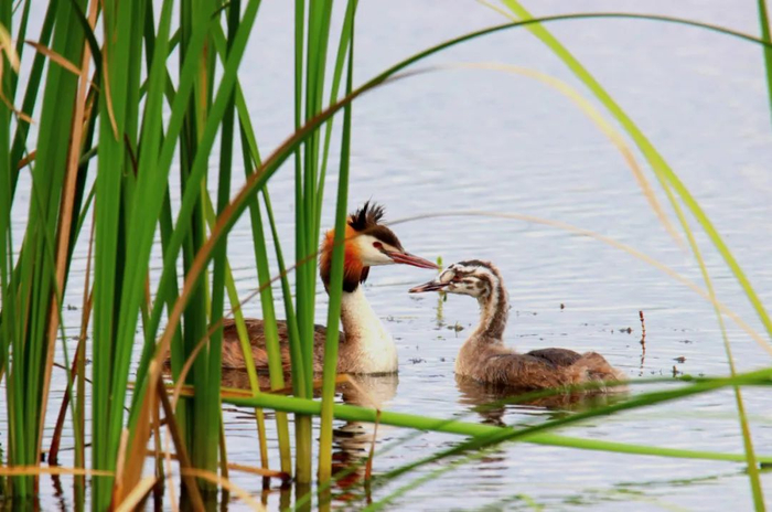 凤头䴙䴘（安启会/摄）