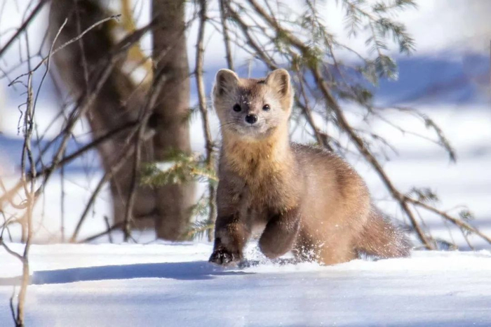 紫貂（常建儒/摄）