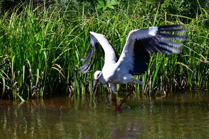 东方白鹤（王兴林/摄）