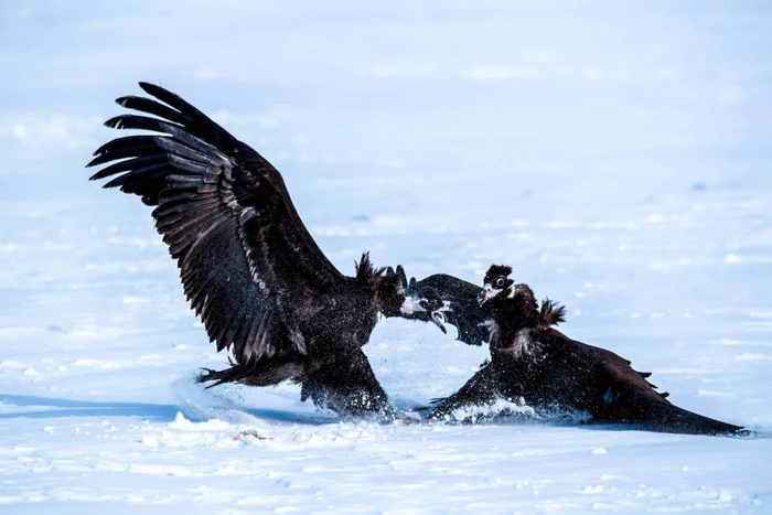 秃鹫（谷宝臣/摄）
