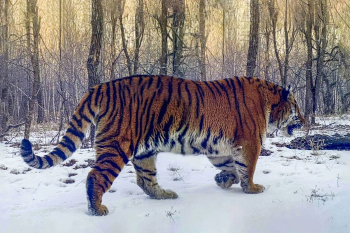 红外相机拍摄的野生东北虎（谷宝臣供图）