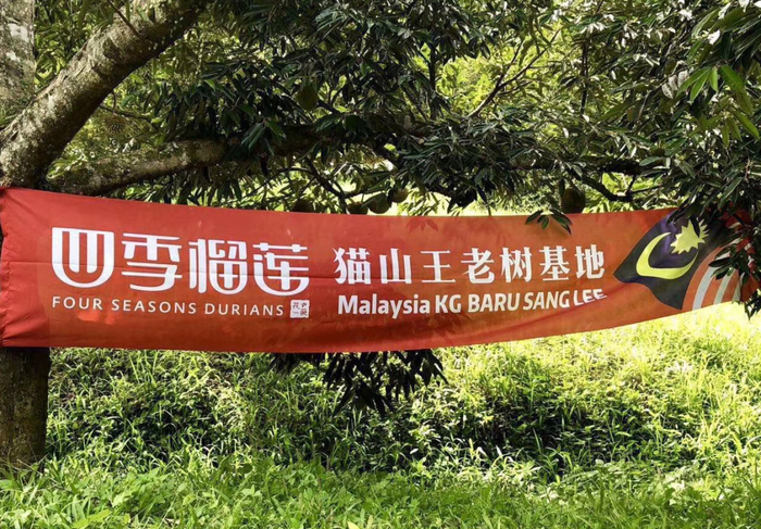 四季榴莲位于马来西亚的榴莲产区基地