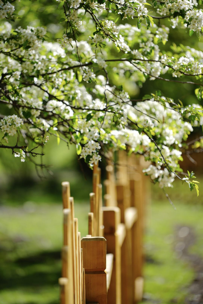 ▲贡嘎海棠 燕雨潇 摄
