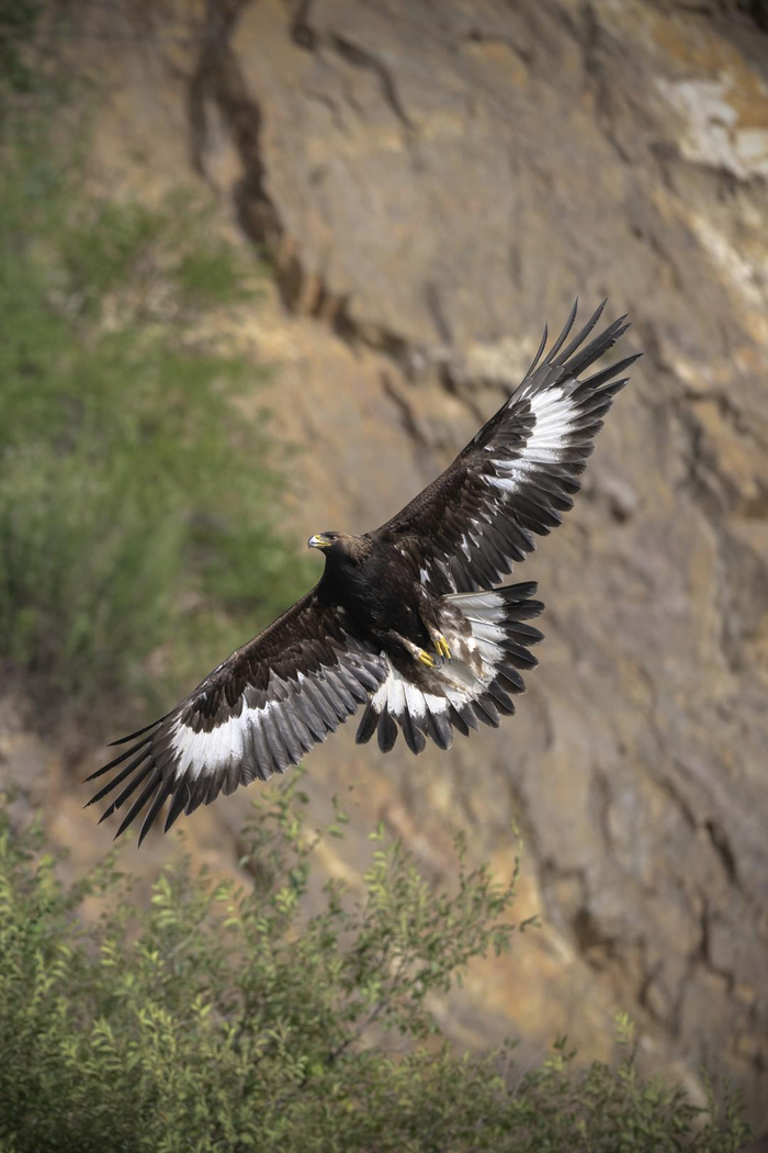 ▲金雕 王跃桥 摄