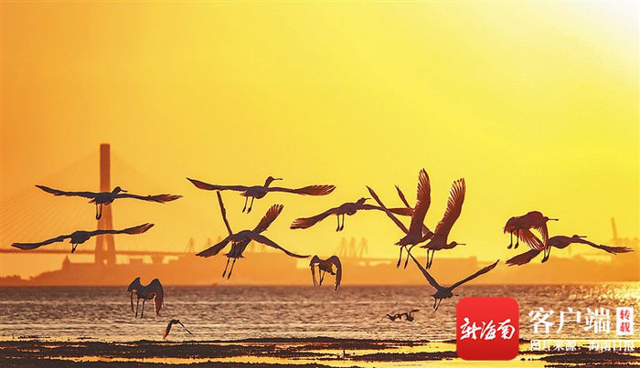 　　黑脸琵鹭在儋州湾翩飞起舞。海南日报记者 陈元才 摄