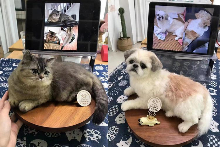 ▲梁思思制作的宠物羊毛毡