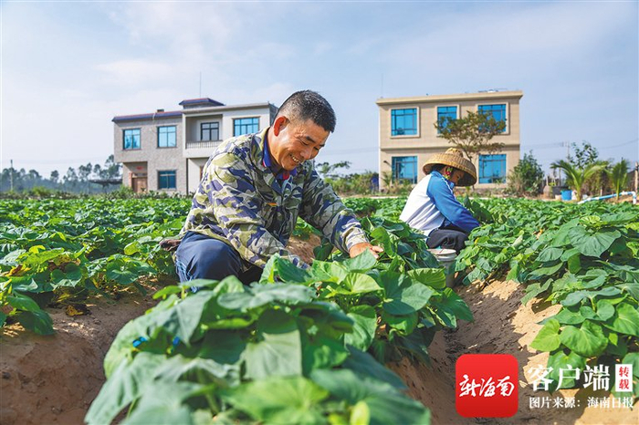 　　在澄迈县桥头镇沙土村，村民做好地瓜栽培管理。海南日报记者 李天平 摄