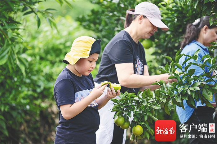 　　游客在澄迈县一家福橙采摘园采摘、品尝福橙。 新华社记者 蒲晓旭 摄