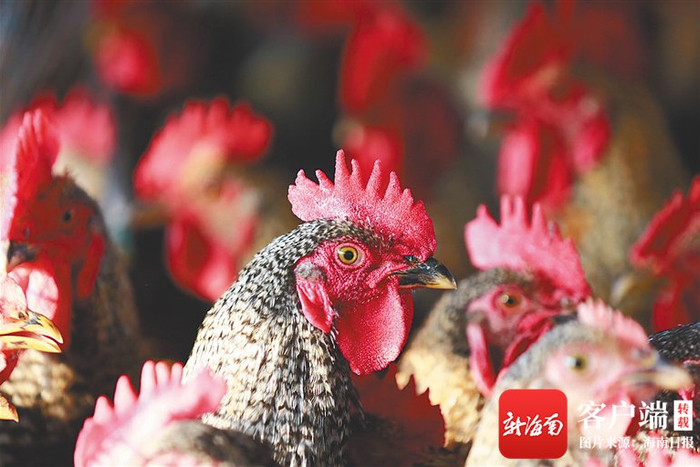 　　儋州鸡。海南日报记者 陈元才 摄