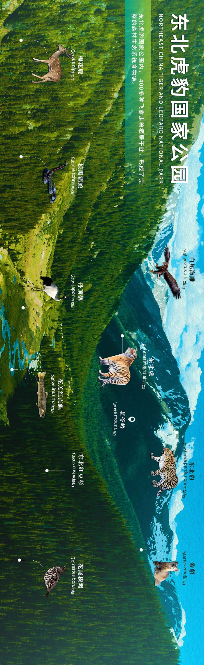 东北虎豹国家公园（央视网/制图）