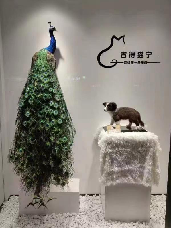 ▲宋女士工作室制作的宠物标本