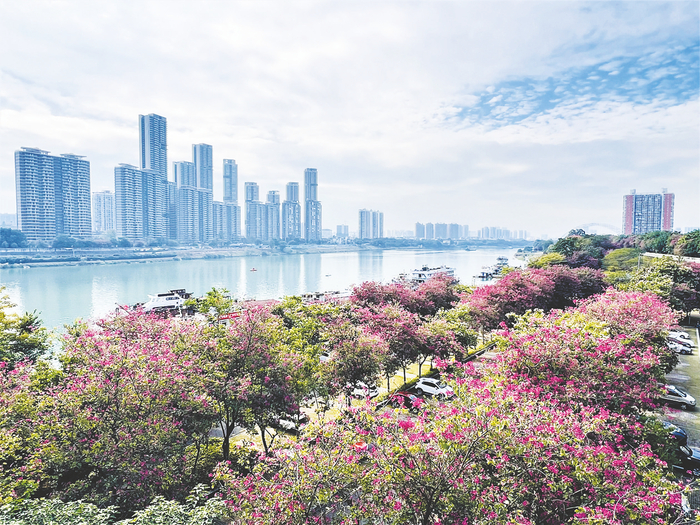     邕江北大桥附近紫荆花开，邕江边处处皆美景 本报记者 宋延康 摄