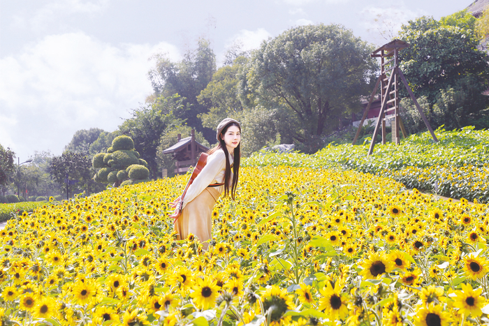     南宁园博园向日葵正值盛花期 本报通讯员 王兴贤摄