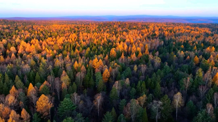 东北虎豹国家公园