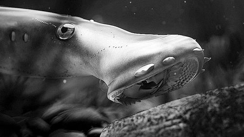 燕辽鳗是目前已知的现代七鳃鳗最近的祖先。图为燕辽鳗复原图。