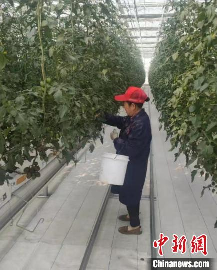 岁末年初，江西省九江市彭泽县芙蓉墩镇心连心农业示范园的蔬菜种植基地内，农户们正忙着采摘、分装蔬菜。彭泽县委统战部供图