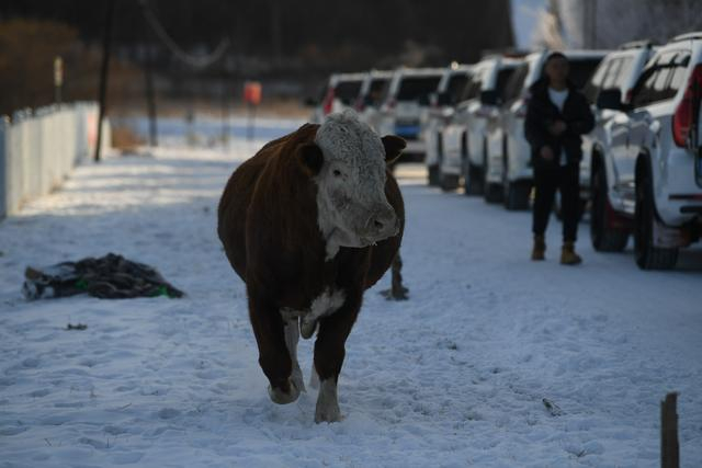 2023年12月30日，有农户家的牛在村街上奔跑。新京报记者 王颖 摄