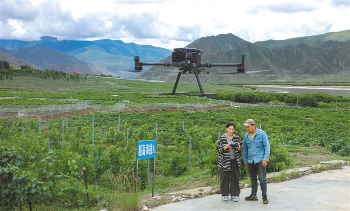 山南桑日县一家葡萄酒企业的员工曲珍（左）在葡萄园里向技术员何志荣学习使用农用无人机。　新华社记者　姜帆　摄