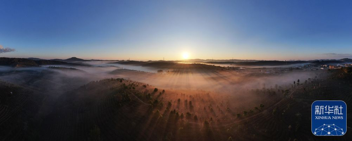 1月1日，云南省景洪市万亩茶园沐浴在新年的阳光中（无人机全景照片）。新华社发（李云生 摄）