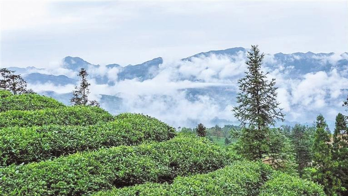     高山云雾出好茶。 （普安县融媒体中心供图）