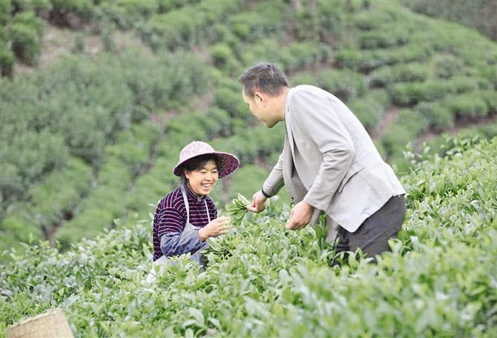     杨锡祥和群众一起采茶。 （受访者供图）