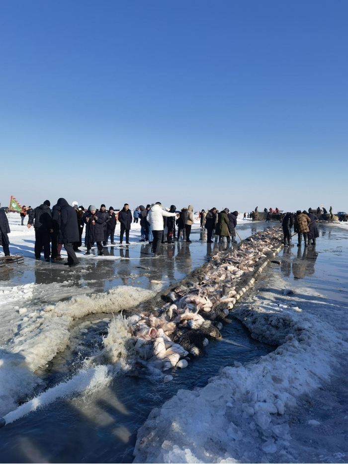 查干湖冰面上数万尾鱼正源源不断出湖 汪志球/摄