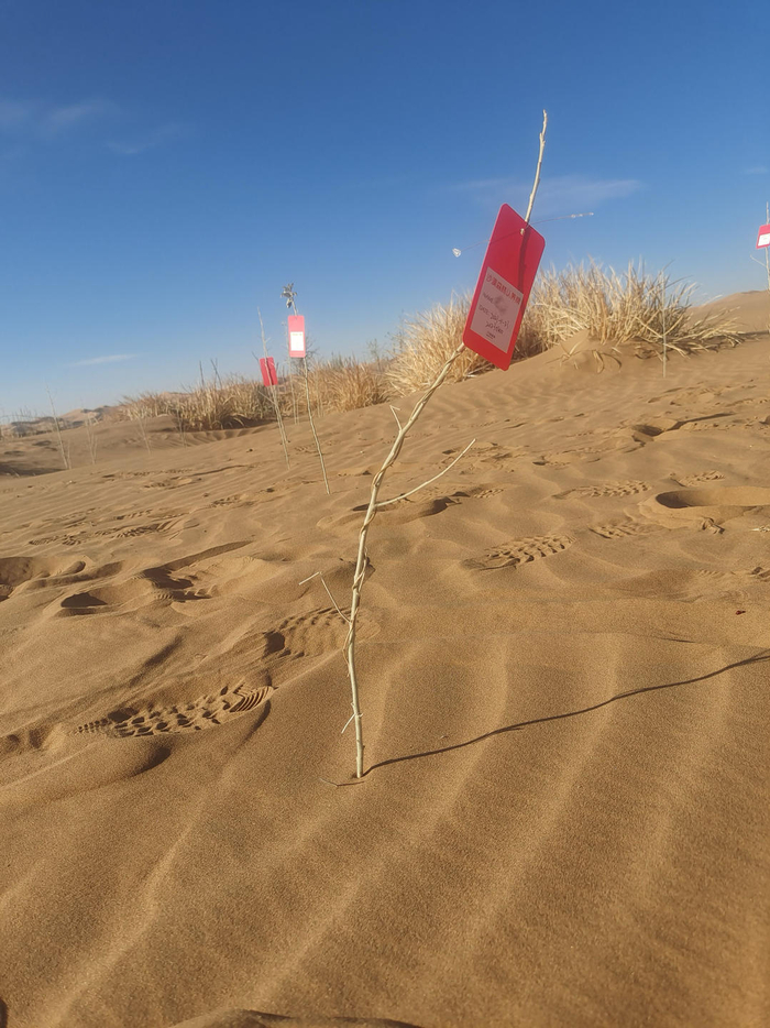 ▲树木认养被定位为情感项目 受访者供图