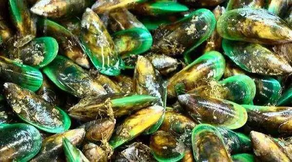 △ 绿唇贻含有多种有益成分