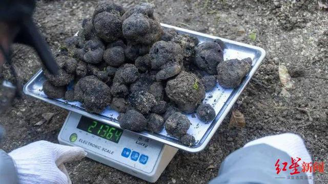 ▲食用菌专家对块菌仿生栽培基地进行现场评价