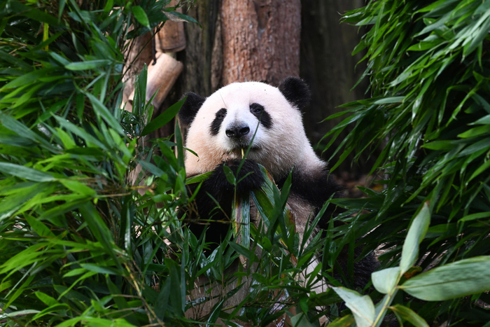 成都大熊猫繁育研究基地，熊猫“花花”（图据视觉中国）