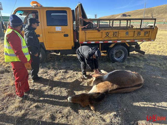 ▲民警救助受伤的藏野驴