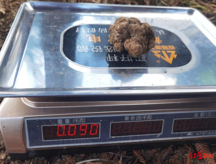 ▲专家们采集到一枚重90克的攀枝花白松露