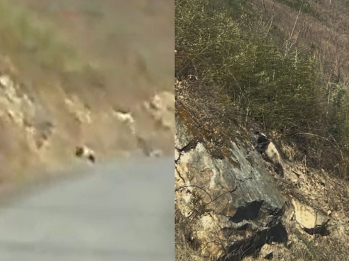 ▲薛先生一家偶遇野生大熊猫