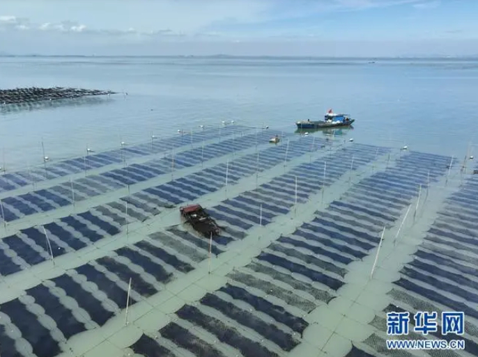 连云港紫菜产业。新华社资料图