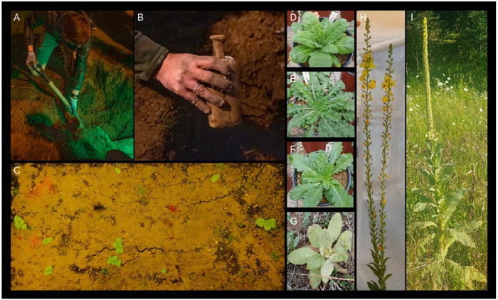 从比尔教授保藏的第 16 个瓶子中取出种子并发芽生长 图片来源：参考文献3