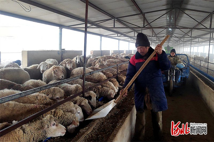 2023年12月29日，枣强县垚泰养殖有限公司羊舍内，工人在食槽内添加饲料。河北日报通讯员 白少朋摄