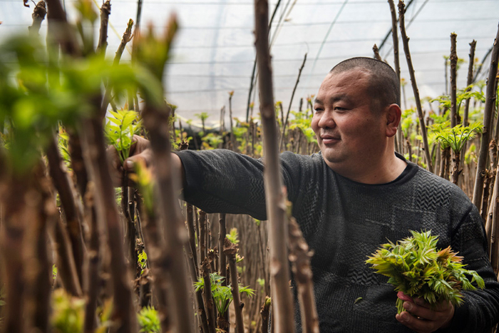 柳枝镇泉护村红油香椿基地里种植户正在采摘香椿
