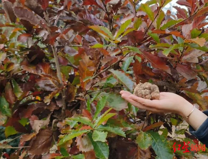 ▲专家们采集攀枝花白松露