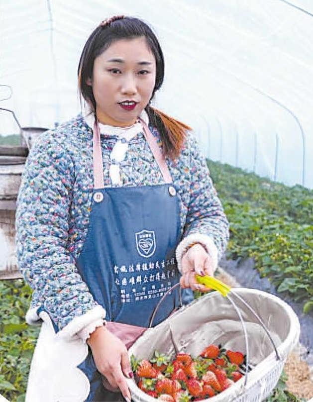 明光市三界镇梅郢村的草莓喜获丰收。顾亦飞 摄