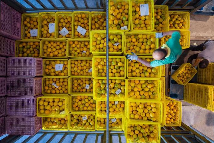 在秭归县脐橙文旅小镇数字化电商中心，工作人员将夏橙装车（2023年8月4日摄）。新华每日电讯记者 伍志尊 摄