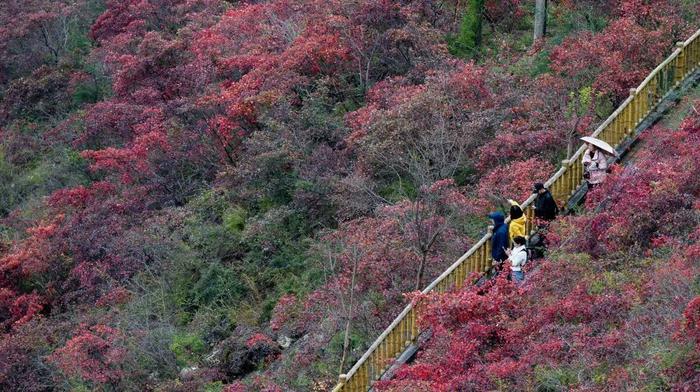 游客在重庆市巫山县文峰景区游览（2023年11月30日摄）。新华每日电讯记者 肖艺九 摄