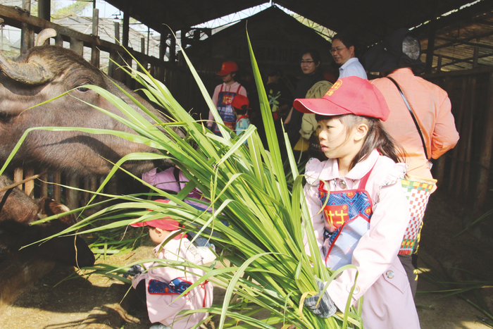     在奶水牛养殖基地，小朋友体验给奶水牛喂草    本报记者 覃锦华 摄