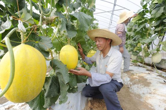 善港村村民在果园里采摘水果