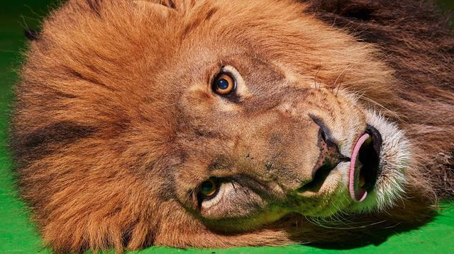 ▲“卢克”的表情特写